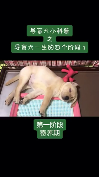 动物的一生经历了哪四个阶段