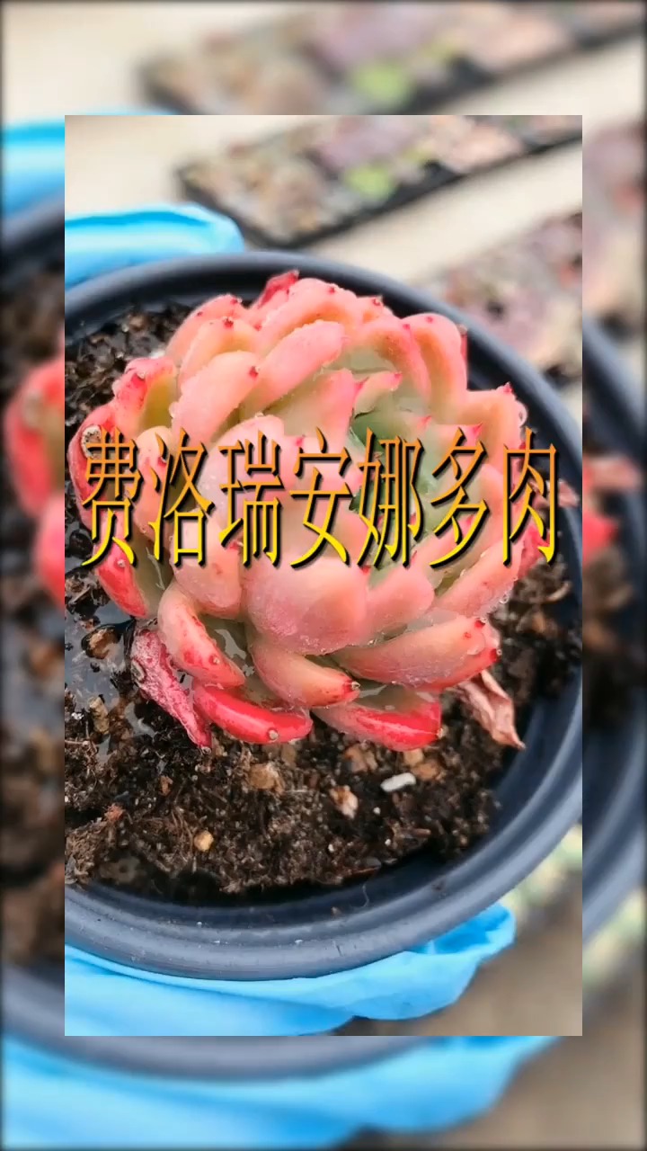 #明星娱乐#多肉植物：费洛瑞安娜多肉植物！