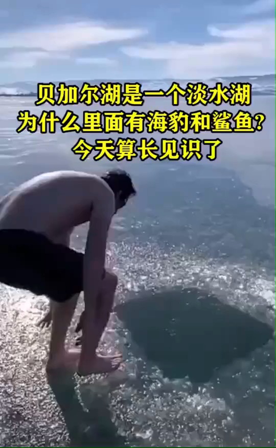 贝加尔湖是一个淡水湖,为什么里面有海豹和鲨鱼?今天算长见识了
