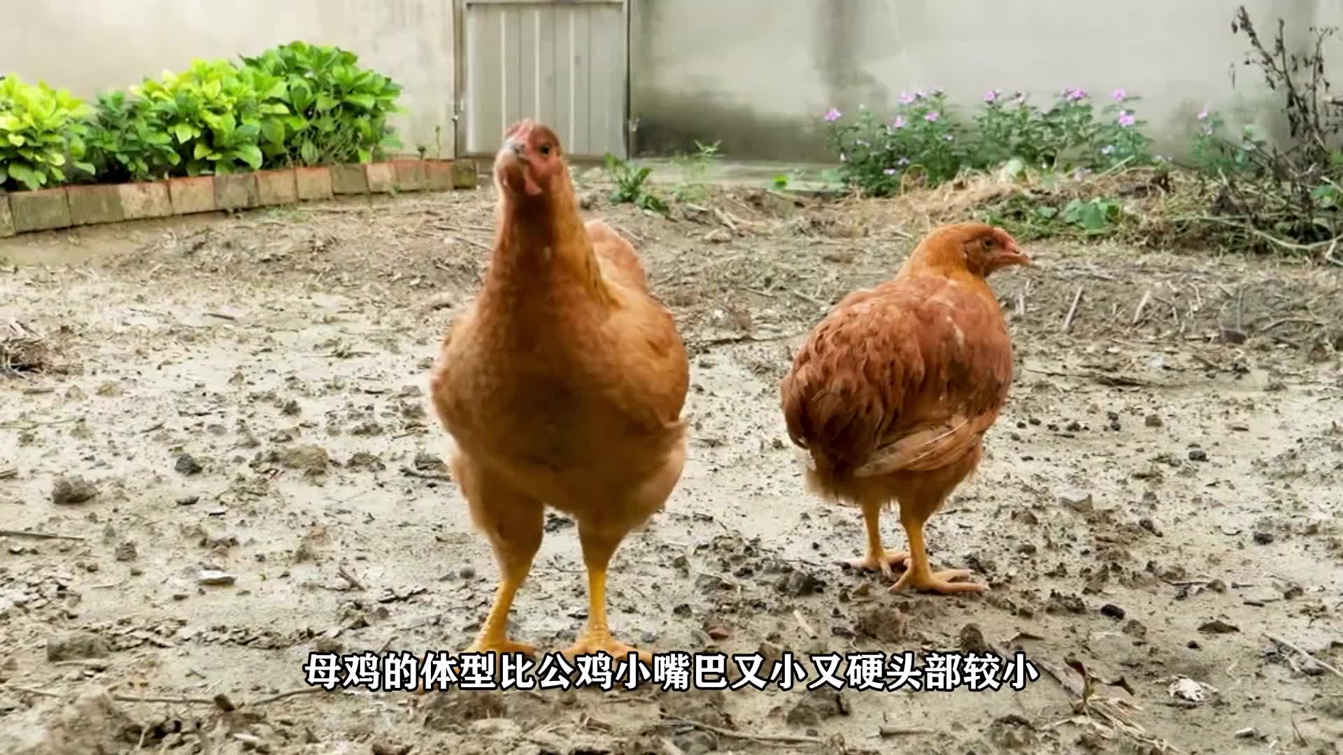 母鸡的特点