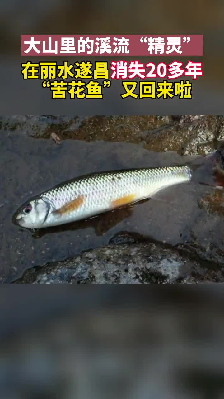 #我要上热门#“苦花鱼”,一年才长三四寸在你们的家乡叫什么呢