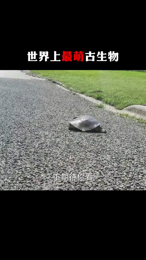 这鸭嘴兽怎么和我想象中的不一样