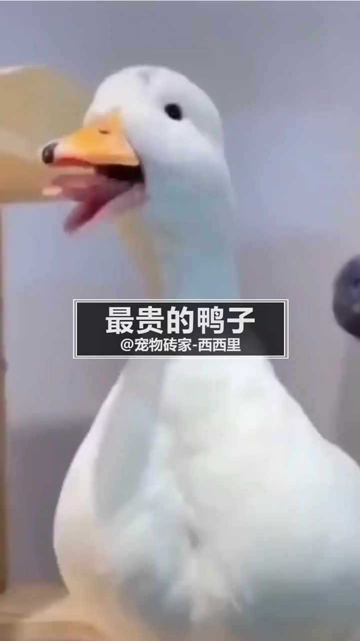 #柯尔鸭#柯尔鸭为什么那么贵