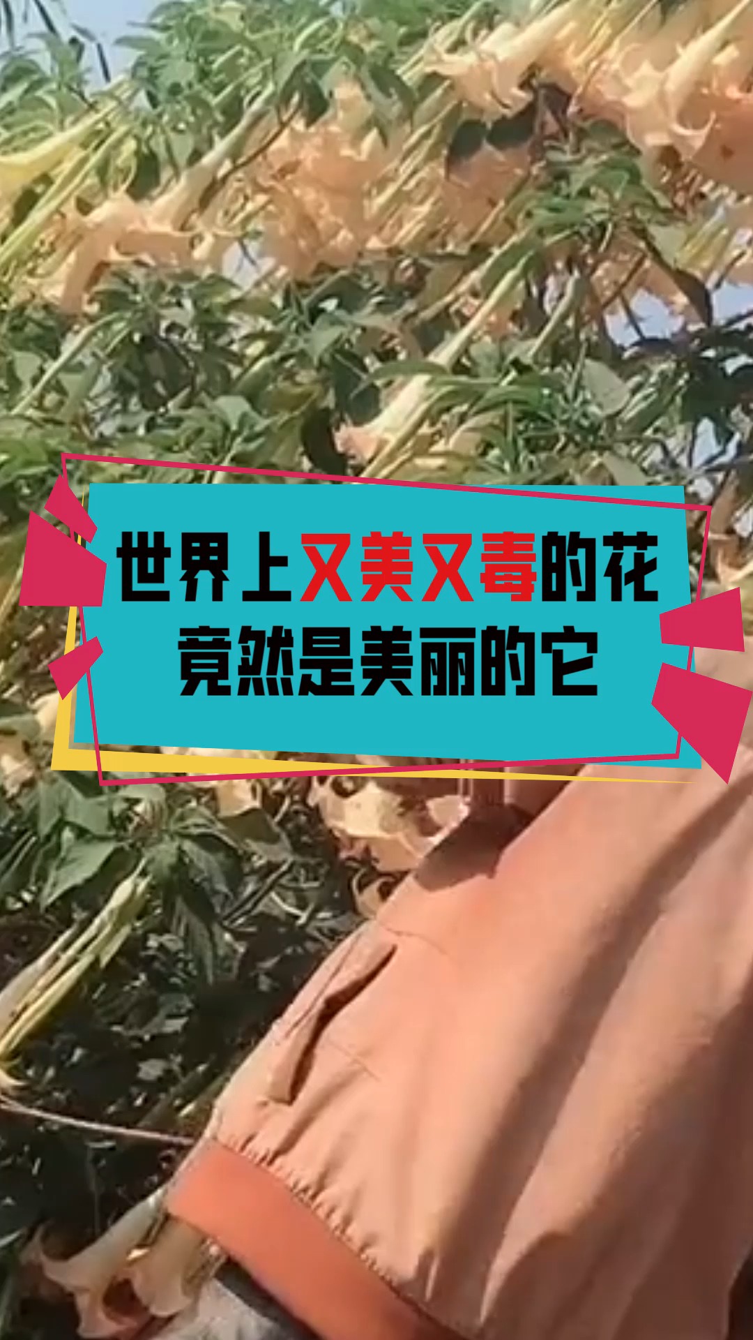 #奇闻趣事抢先看#世界上最美丽的花,竟然有剧毒