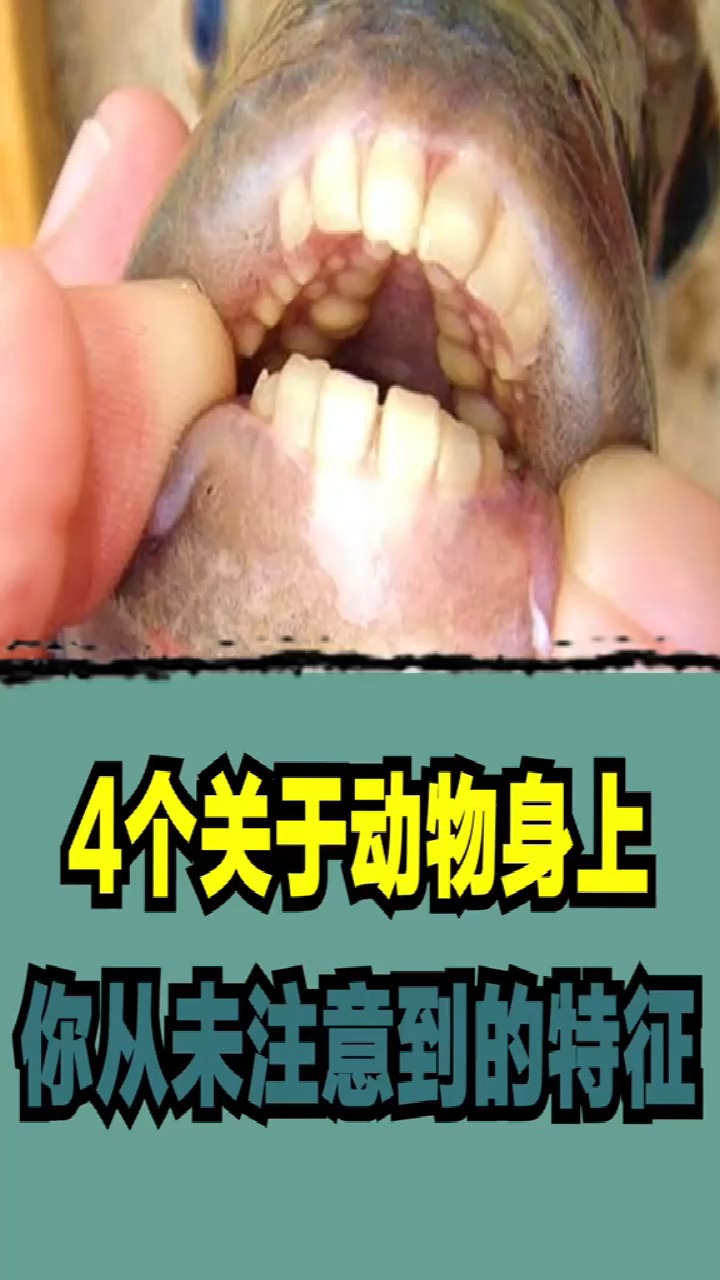 #冷知识#4个关于动物身上你从未注意到的特征