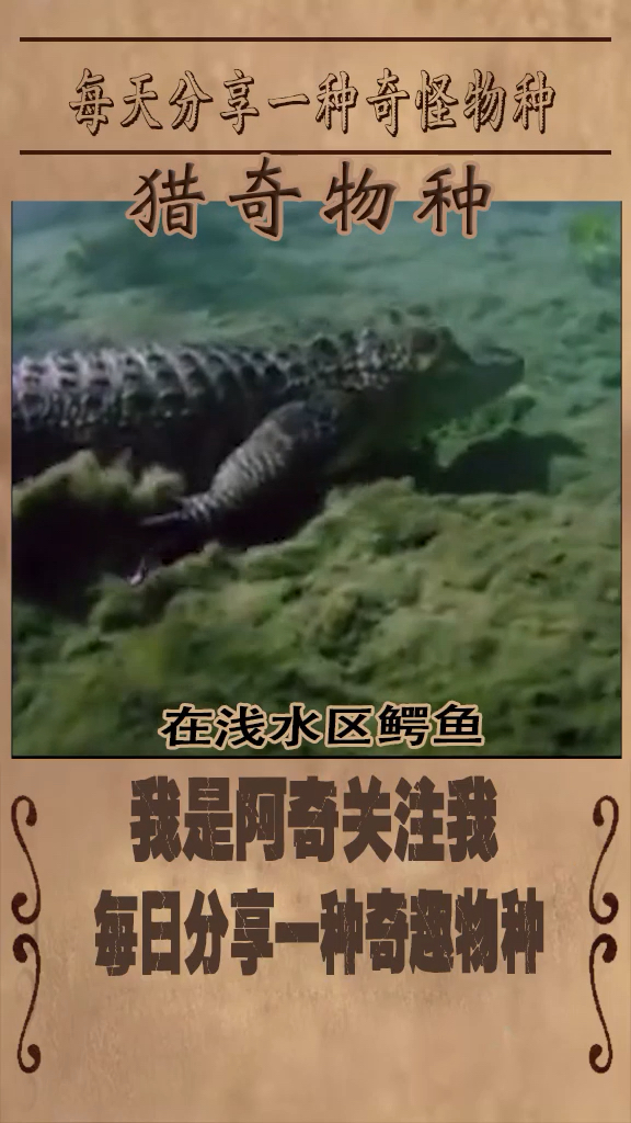 难以置信!鳄鱼大战鲨鱼,谁会是最后的赢家