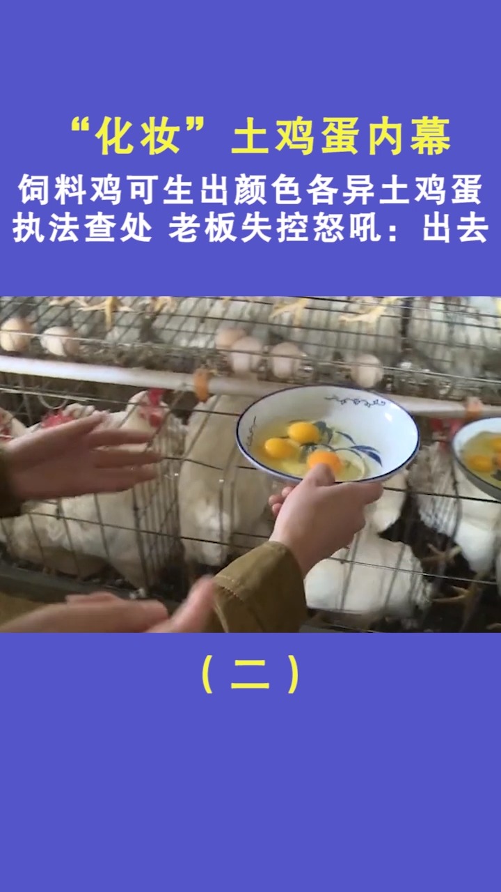 饲料鸡竟生出“土鸡蛋”?执法查处老板失控怒吼