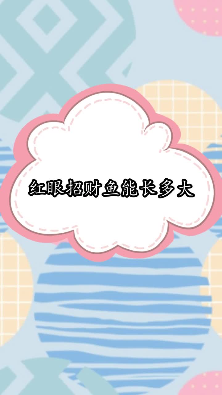 红眼招财鱼能长多大,你听懂了吗