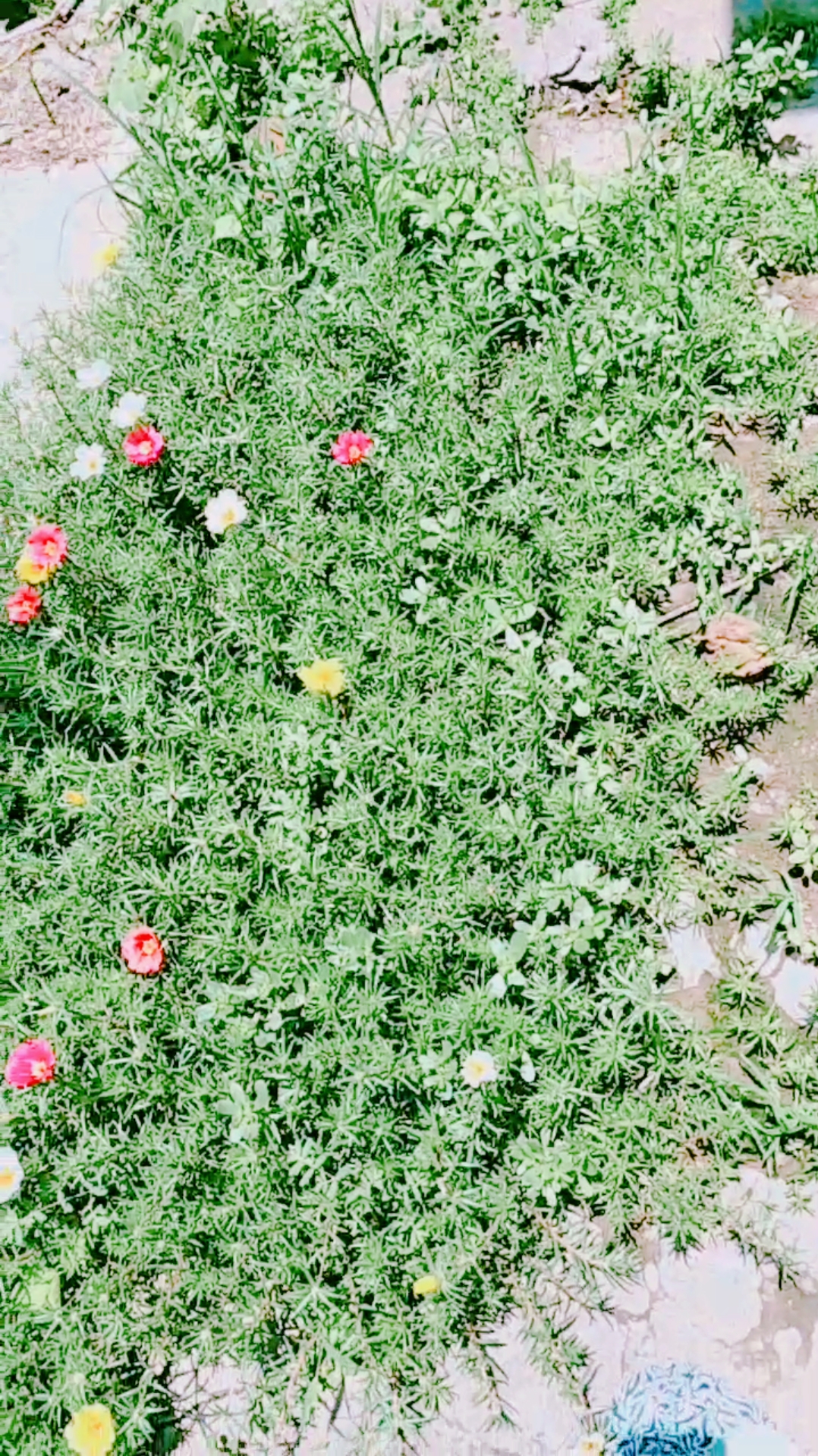 #夏至已至#太阳花又名马菜花生命力特顽强越长越多