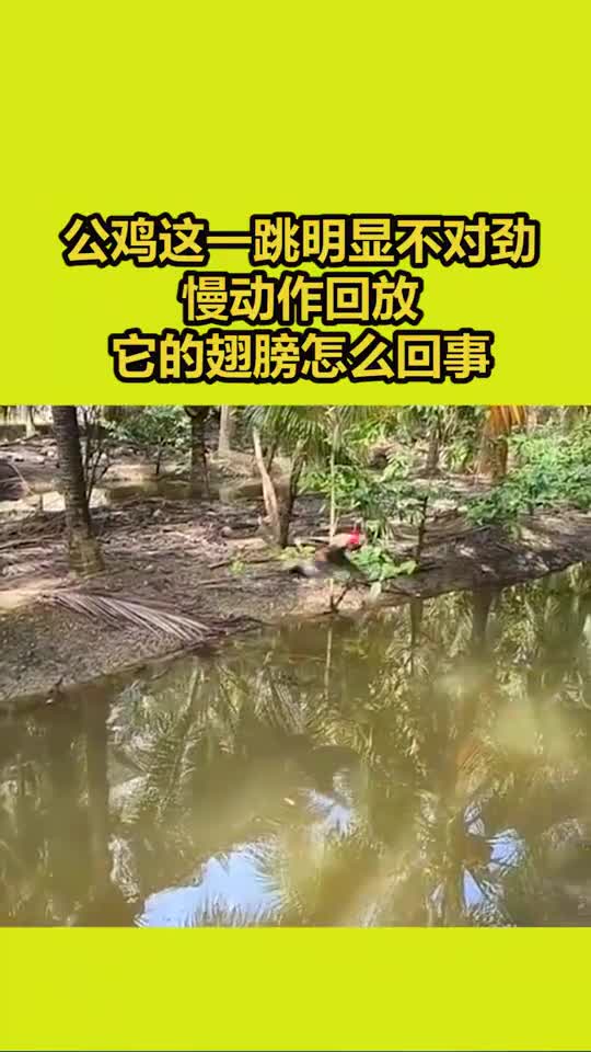 一只会飞的公鸡,这翅膀真是太厉害了