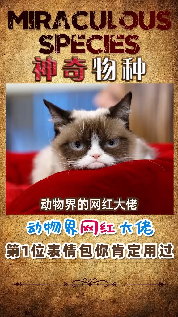 #动物世界#动物界的网红大佬,行走的表情包