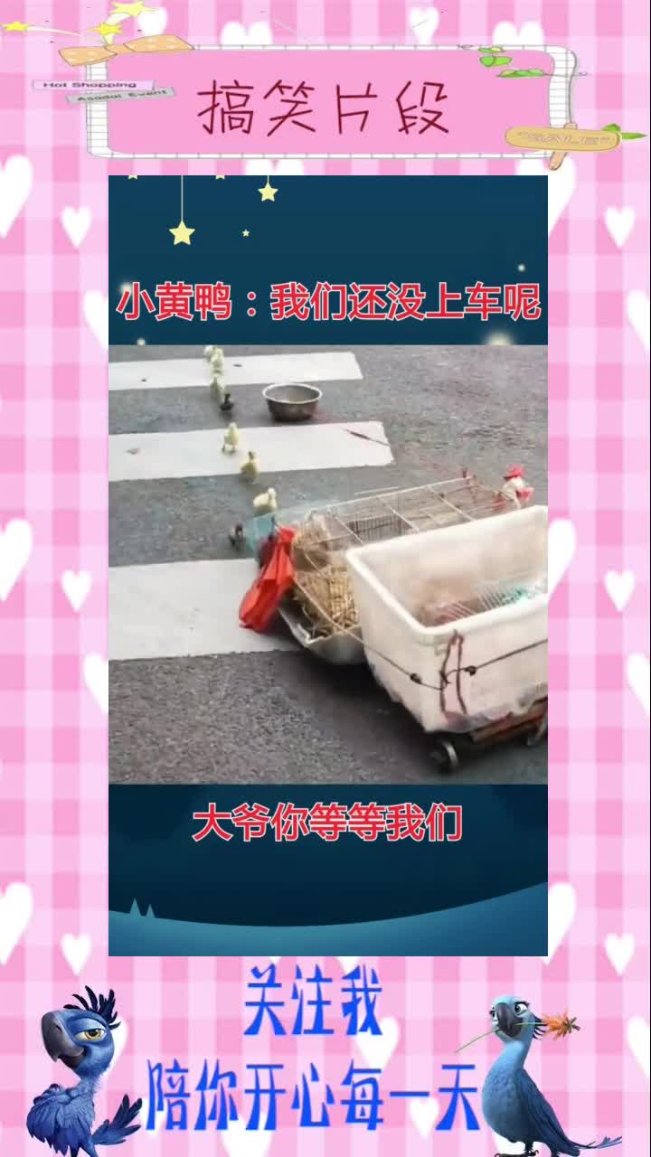 小黄鸭:我们还没上车呢,大爷你等等我们!,搞笑视频