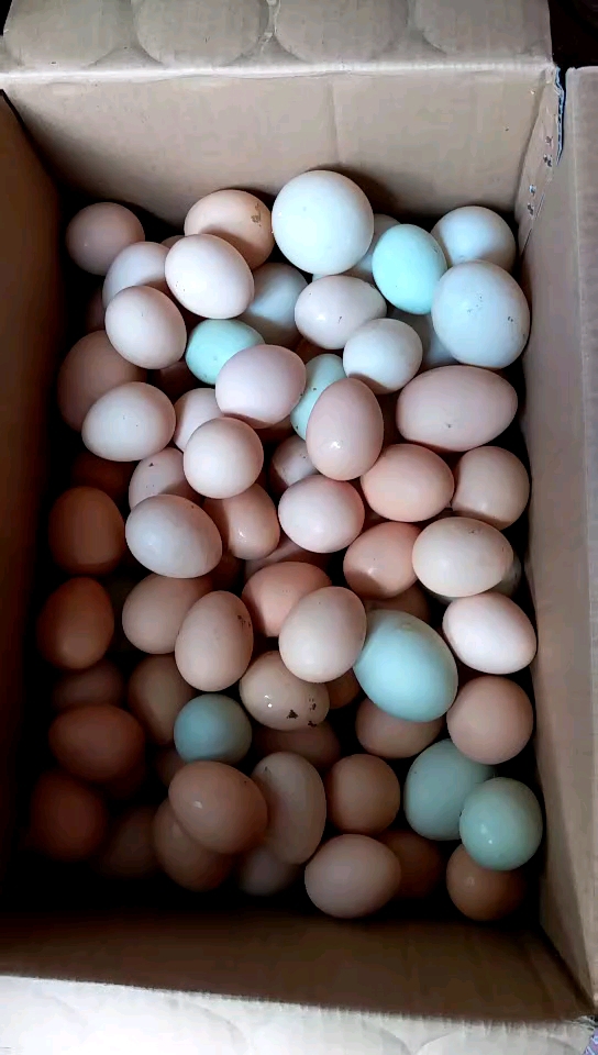绿色食品自家养的鸡生的蛋