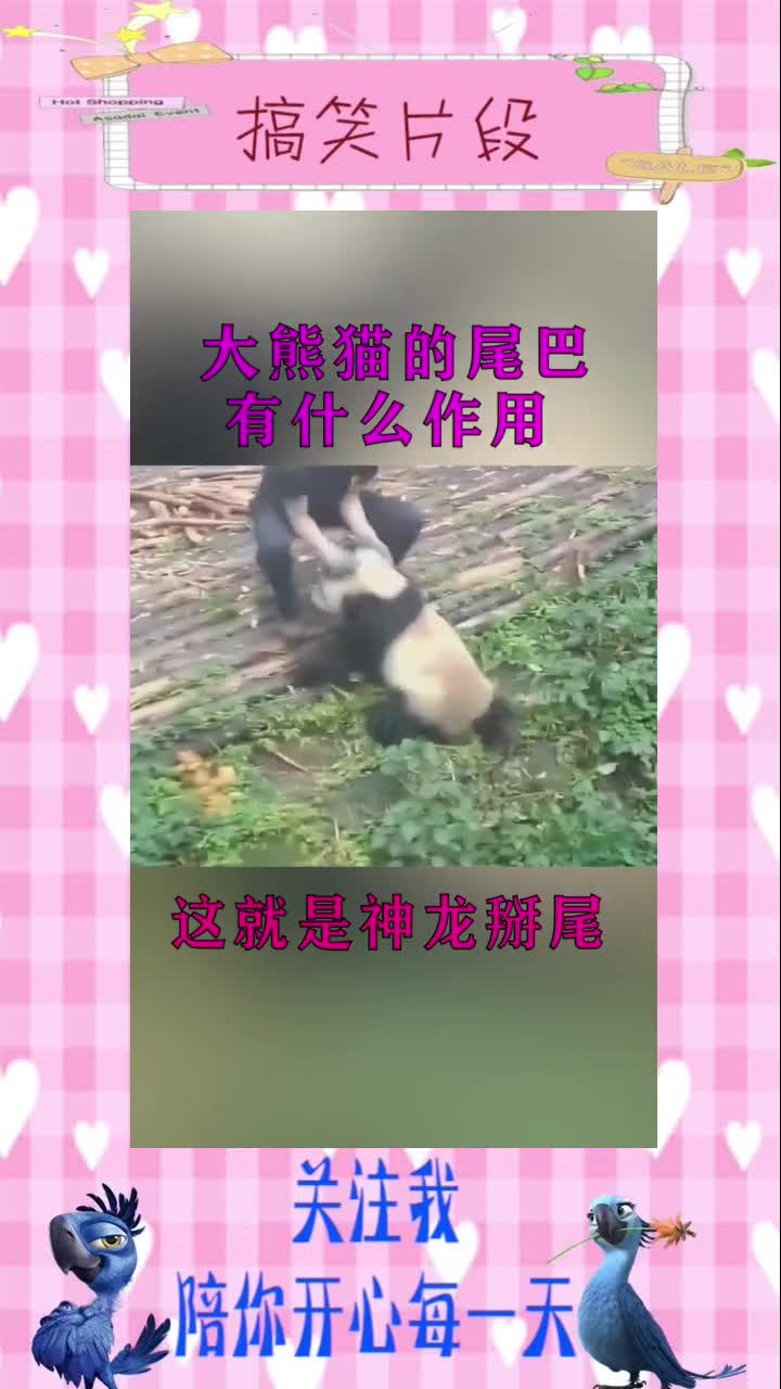 大熊猫尾巴的作用,真的出乎意料,搞笑段子