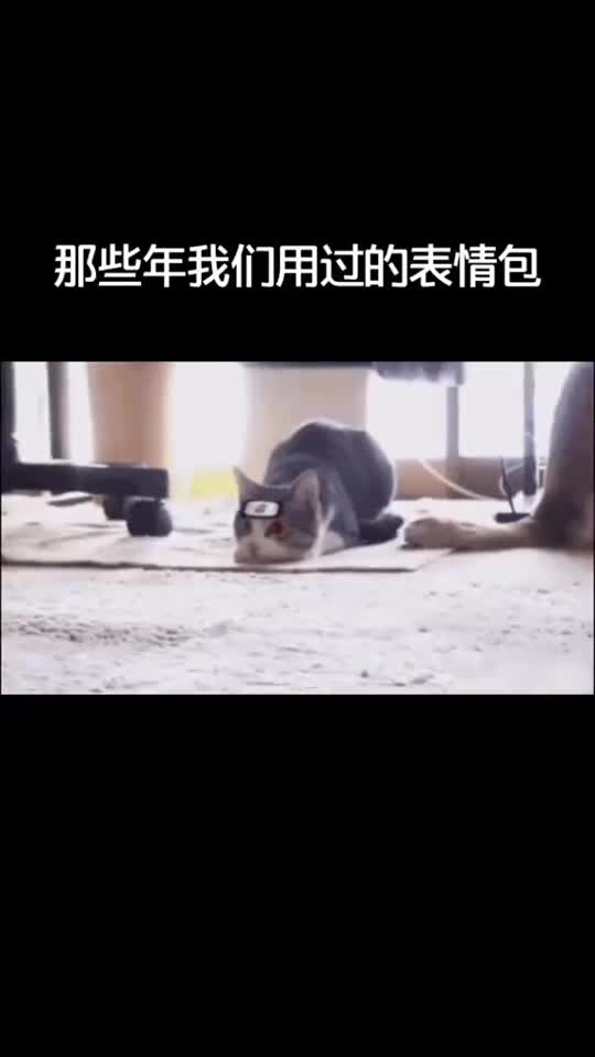 动物迷惑行为表情包动物