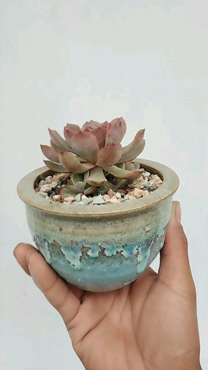 多肉植物——圣路易斯 记录