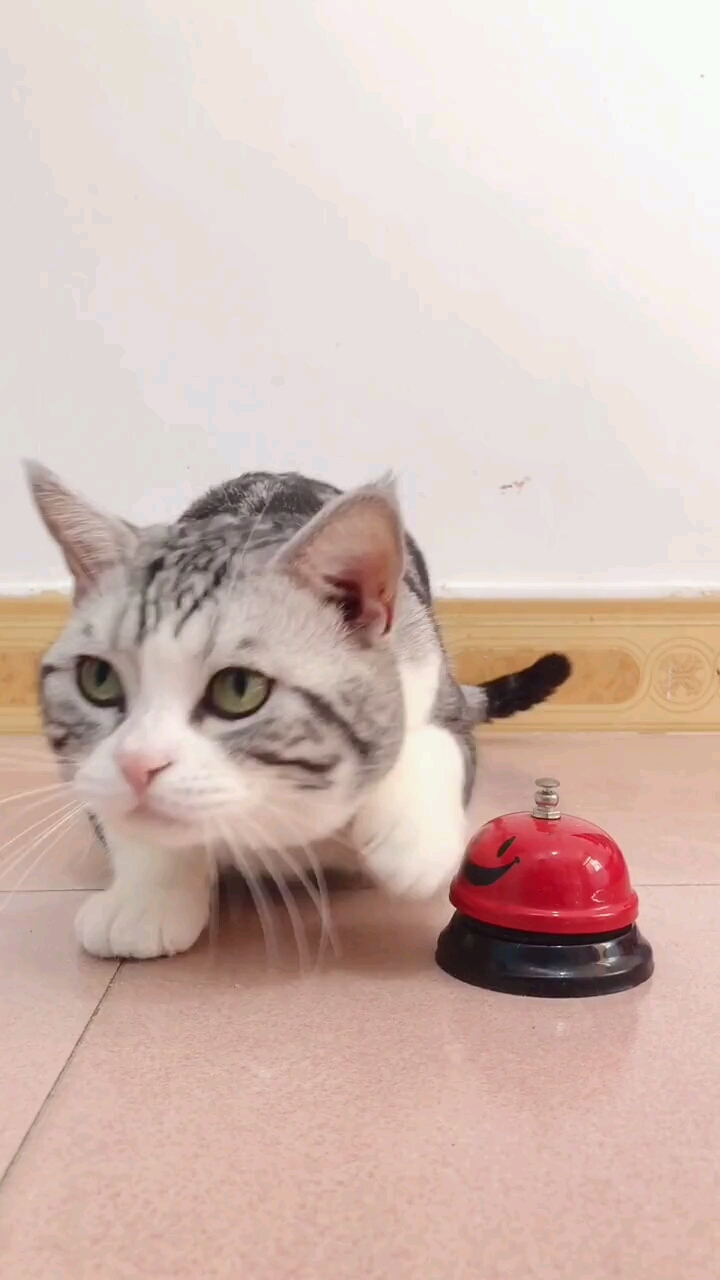 #宠物猫罗好不容易翻我牌子一定要让它按到饱为止