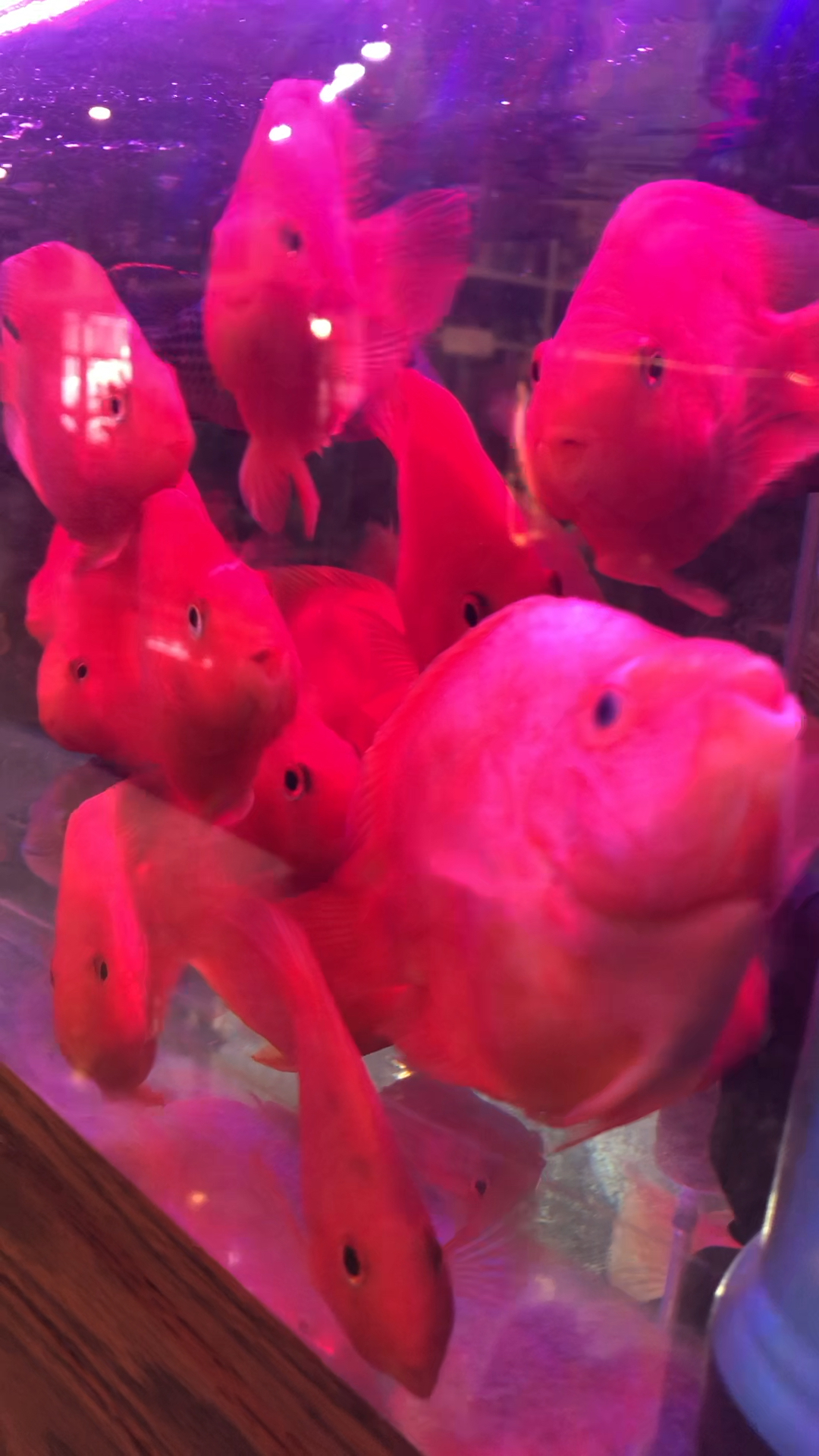 樱桃小嘴嘟嘟