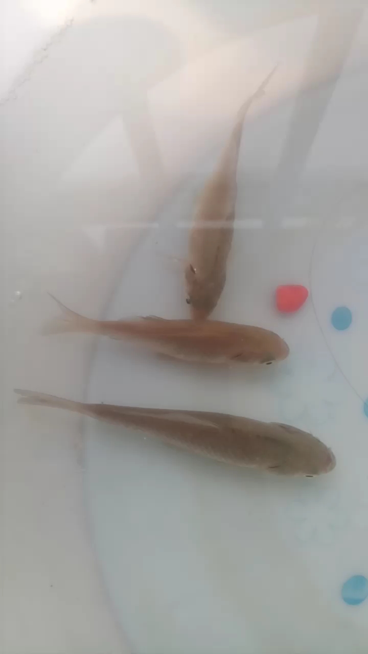 这是鱼儿清晨刚刚睡醒的样子,起床啦