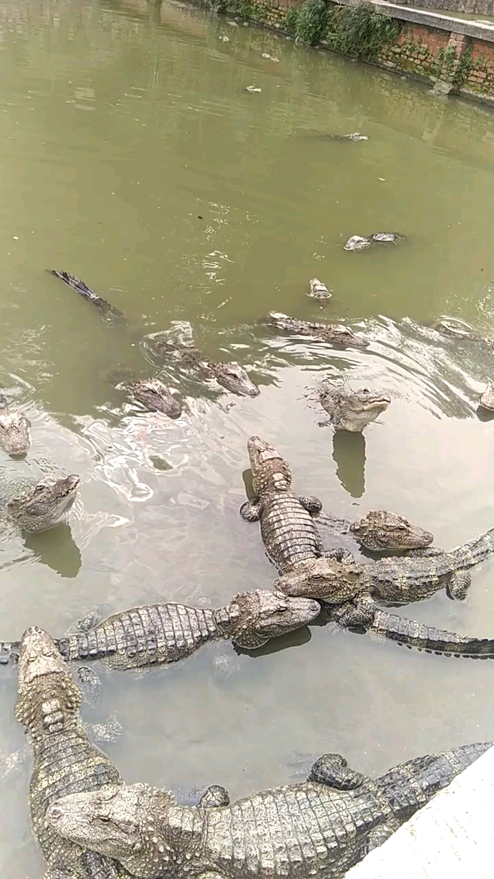 鳄鱼的叫声!