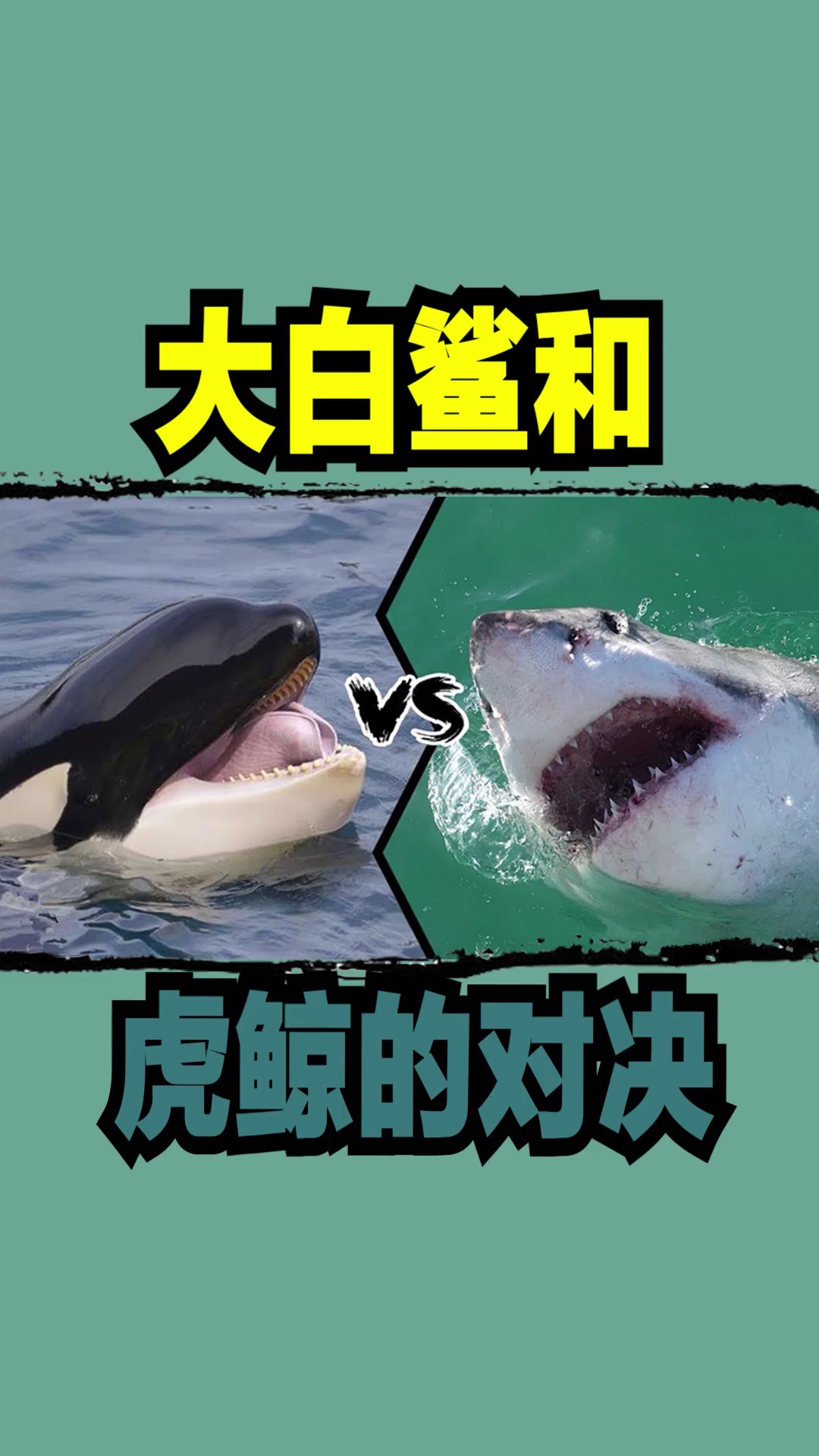 #动物世界#大白鲨和虎鲸的对决