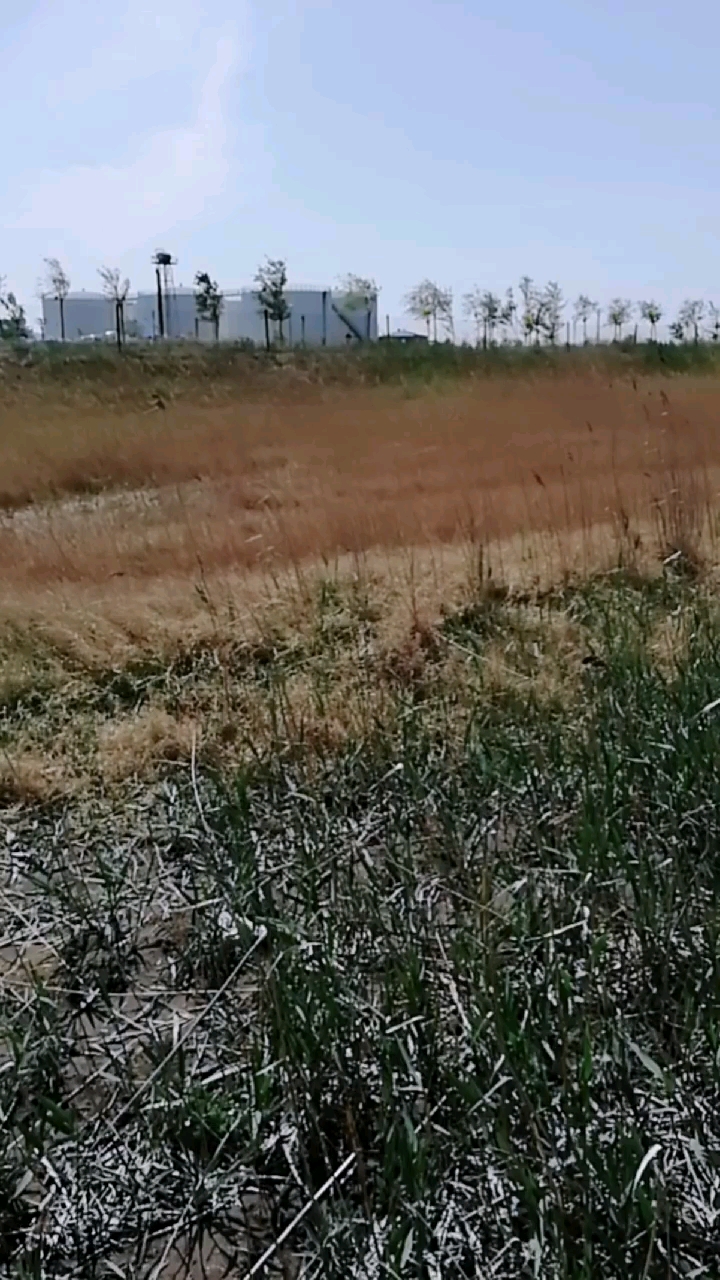 野鸭子蛋一窝
