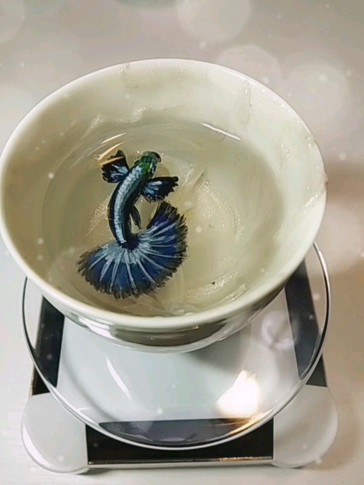 这应该是孔雀鱼吧,树脂画新秀