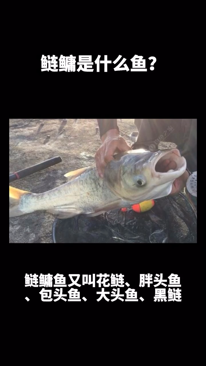 鲢鳙是什么鱼??