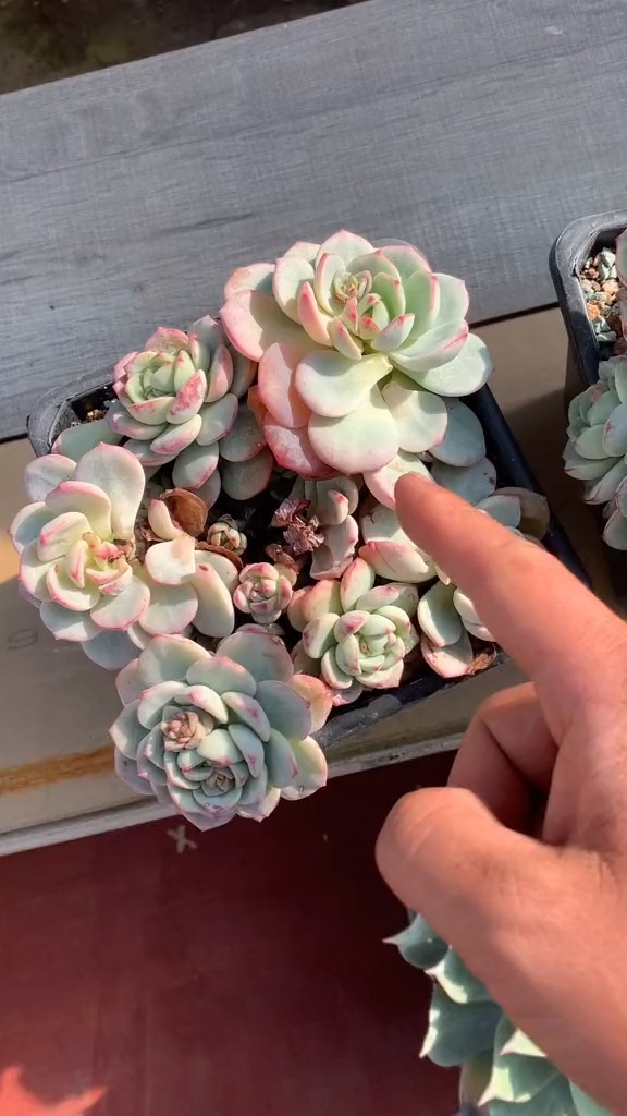 #有一种可爱叫多肉!#多肉植物怎么养。