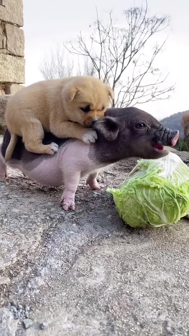 好好的一颗白菜又让小猪猪给吃了