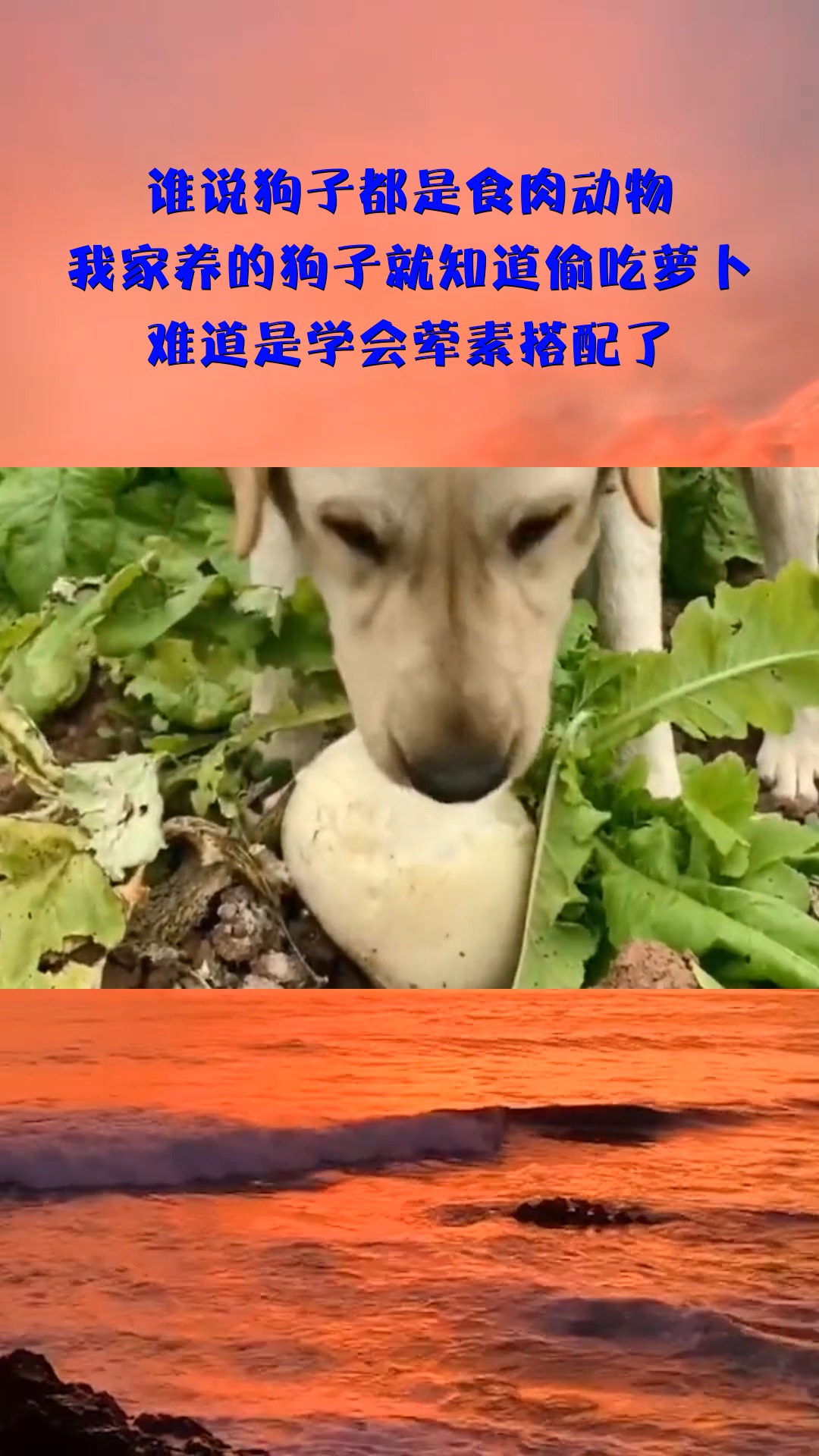 谁说狗子都是食肉动物,我家养的狗子就知道偷吃萝卜,难道是学会荤素搭配了