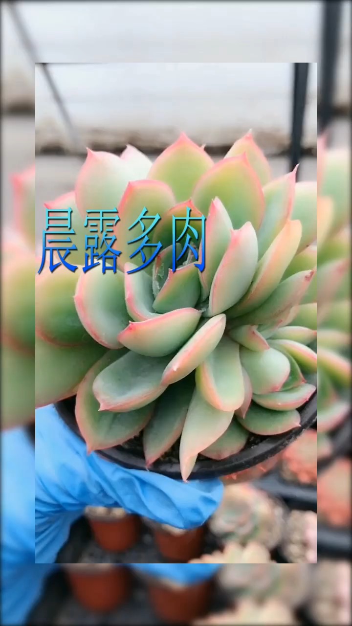 #明星娱乐#多肉植物:晨露多肉植物!