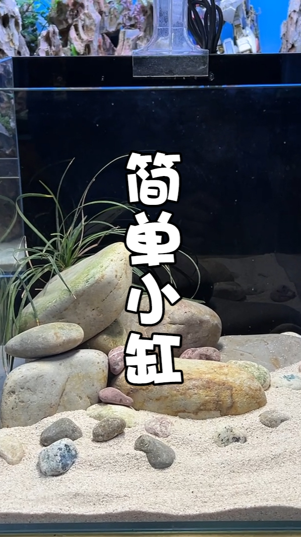 #鱼缸#3分钟开一个超简单造景小缸！