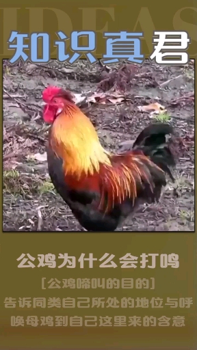 公鸡为什么会打鸣? 