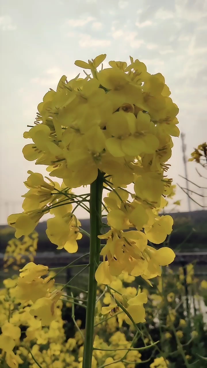 发现一枝超大的油菜花