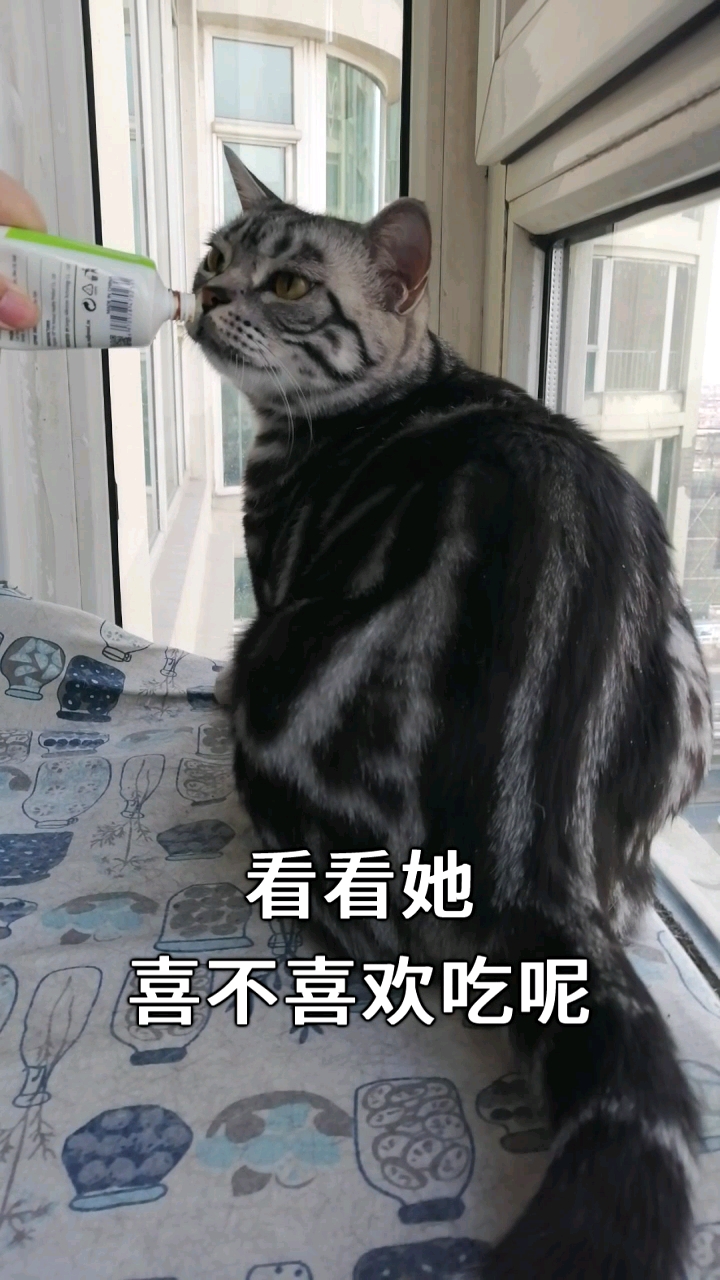 #我家萌宠成精了#如何让猫咪从屁股对着你,转为为你疯狂?