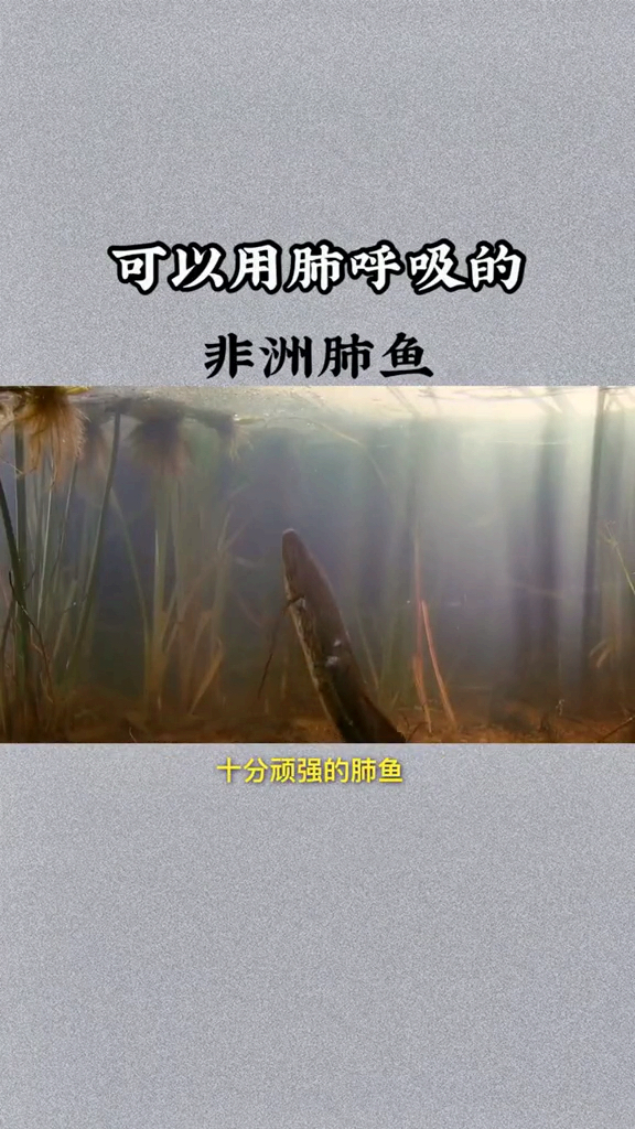 #腊八节快乐#可以用肺呼吸的非洲肺鱼,你知道吗
