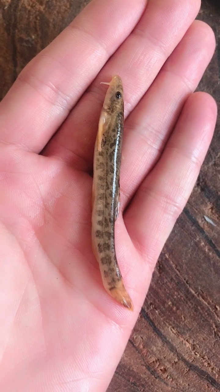 家常炖草鱼教程