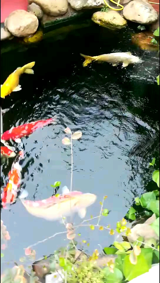 大鱼只是我喜欢痴情的鱼,没有找到伴奏