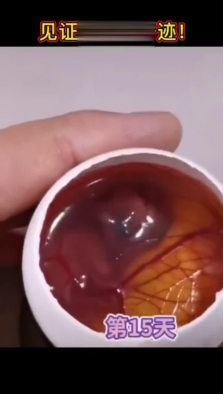 见证生命的奇迹,孵化小鸡全过程,仅需22天
