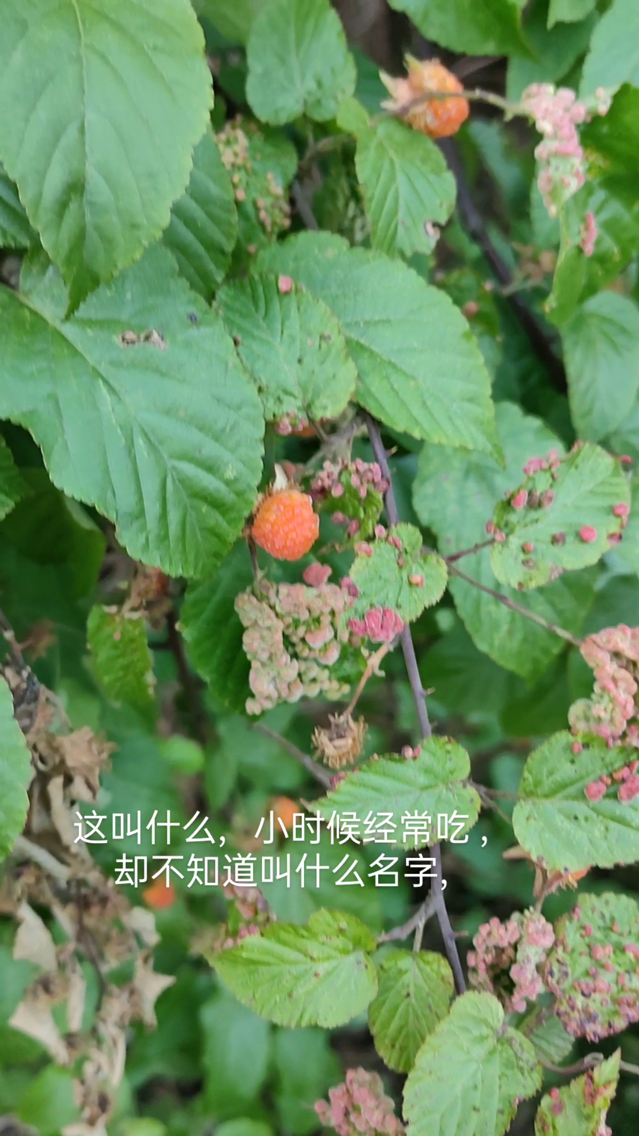 #小时候回忆#小时候经常吃,却不知道叫什么名字!