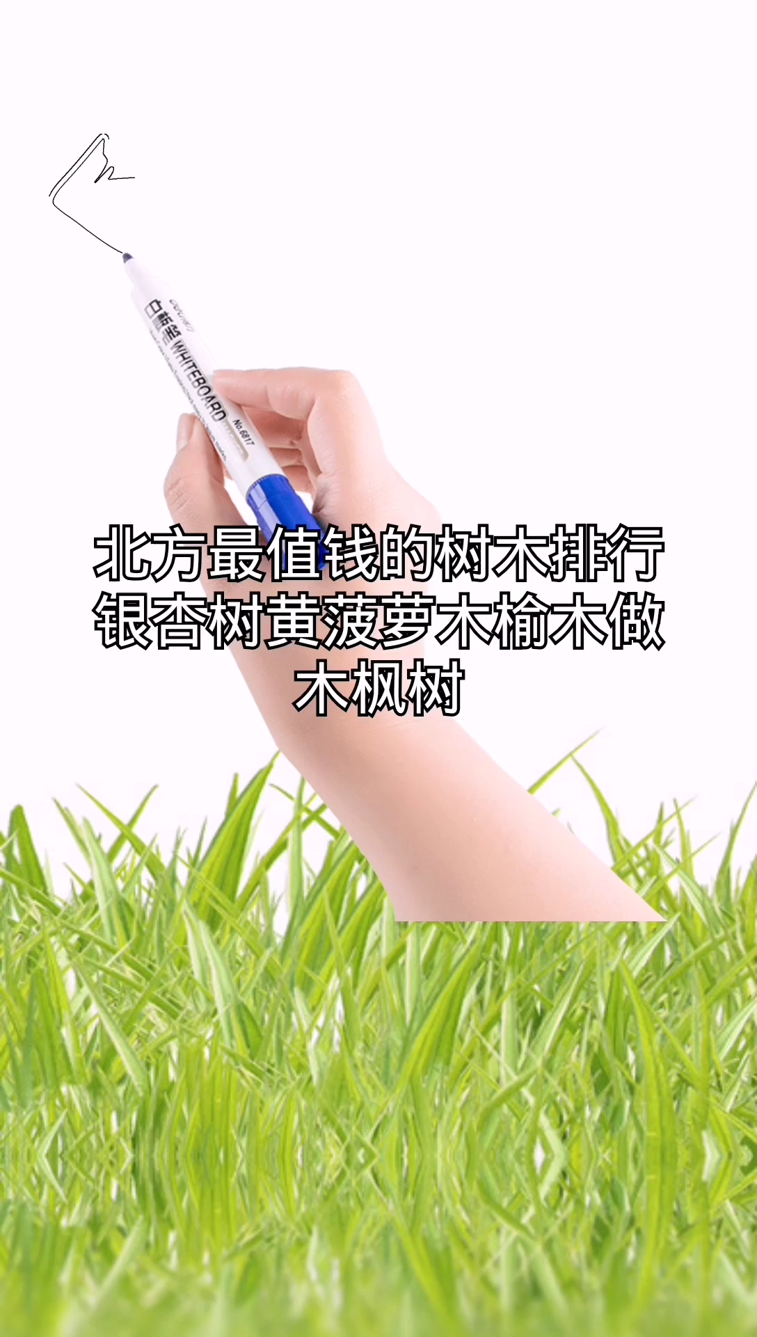 北方最值钱的树木排行