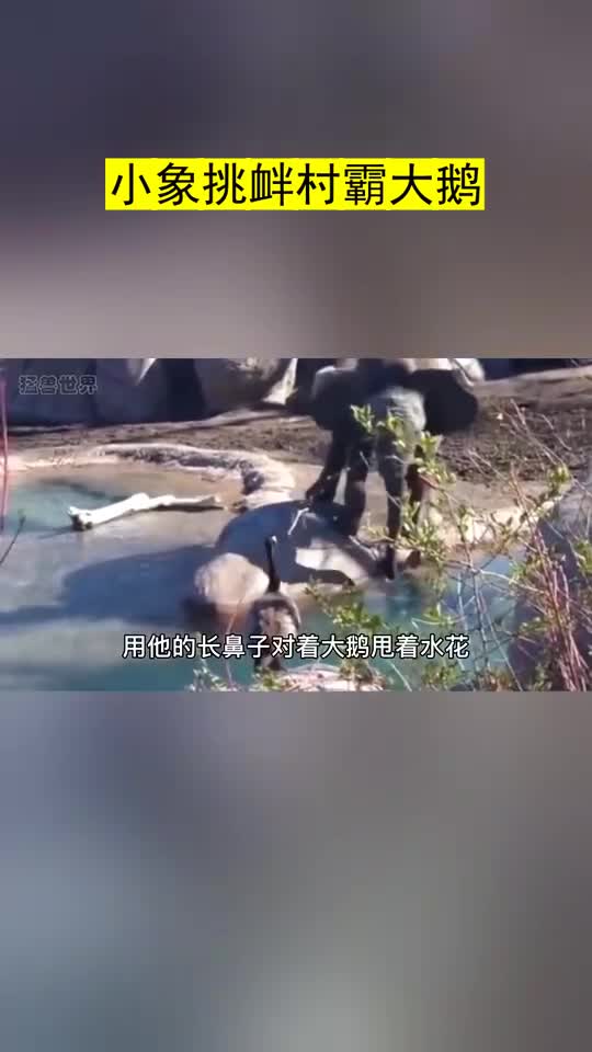 动物精彩剪辑,小象挑衅村霸大鹅