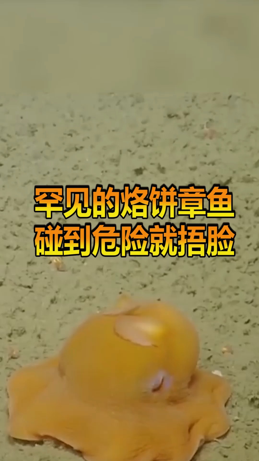 深海罕见的烙饼章鱼,碰到危险就捂脸,网友:捉到都不忍心吃!