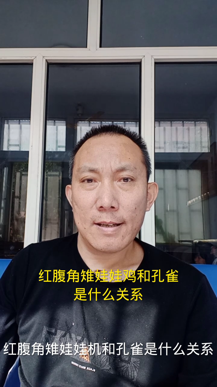 红腹角雉娃娃鸡和孔雀是什么关系