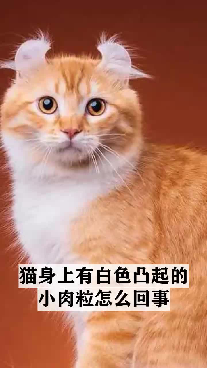 猫身上有白色凸起的小肉粒怎么回事