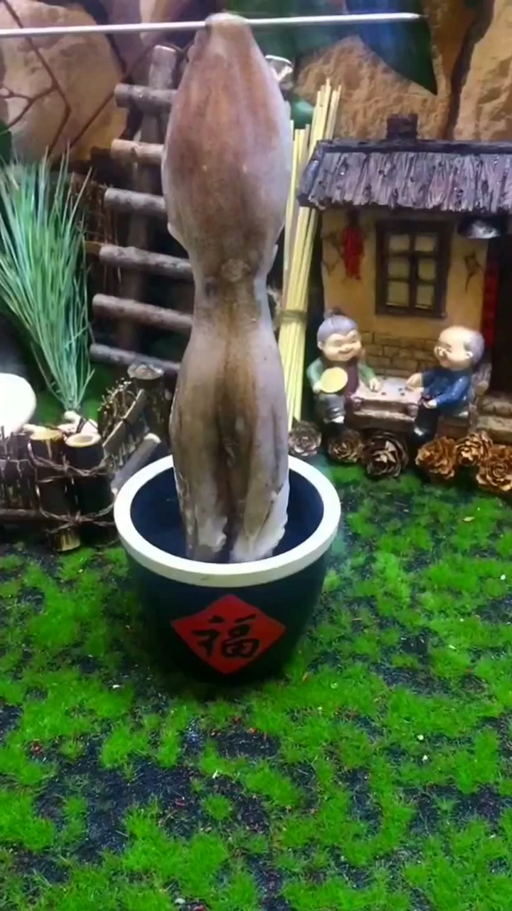 把八爪鱼放进榨汁机
