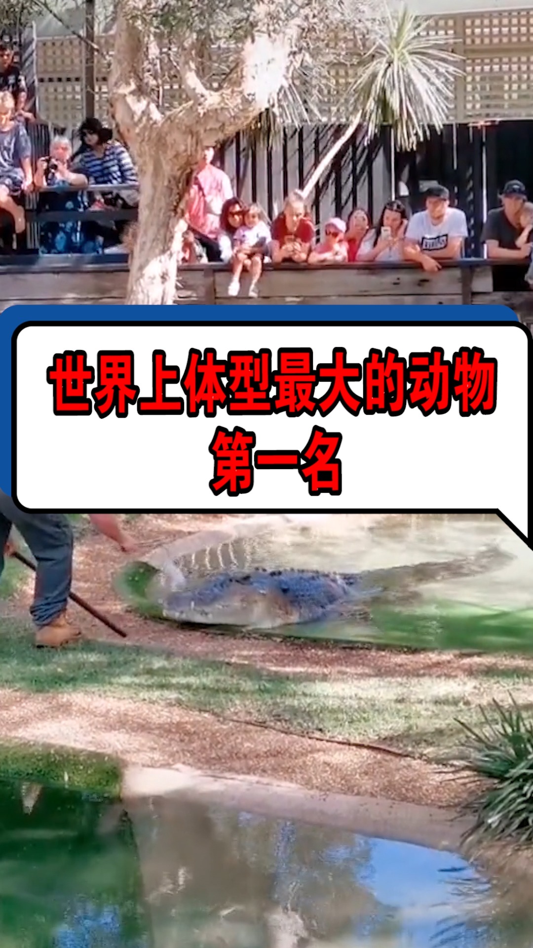 不管是陆地还是水里都可以称王称霸估计狮子老虎都要避让它