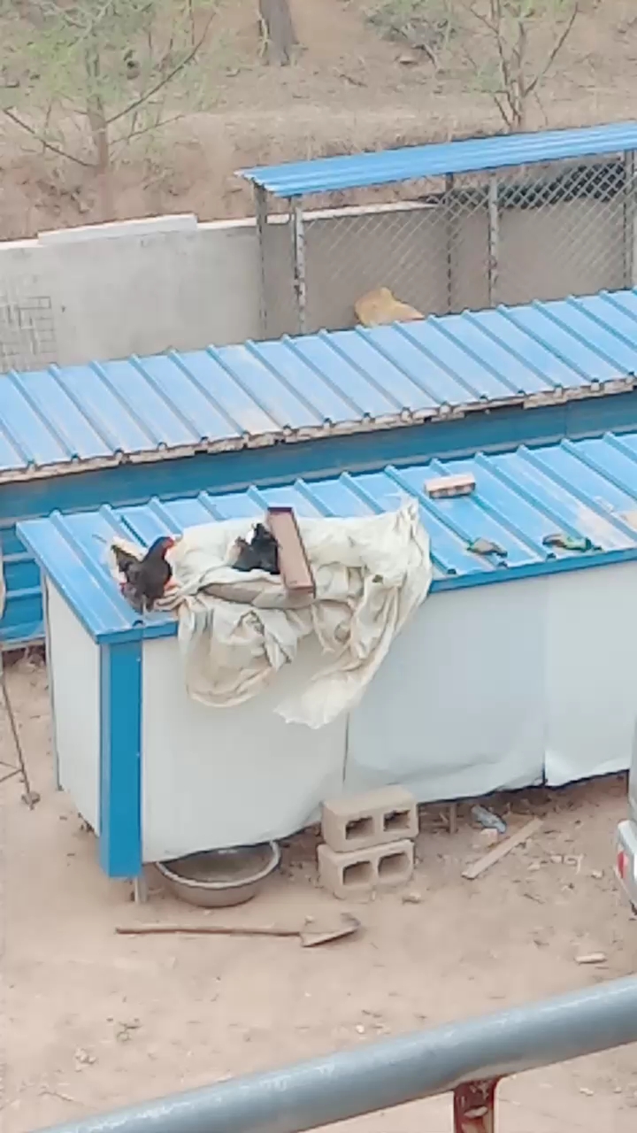 都着急了,里边都已经两个了,一个芦花鸡,一个乌鸡,外边还有等着呢,这把乐的