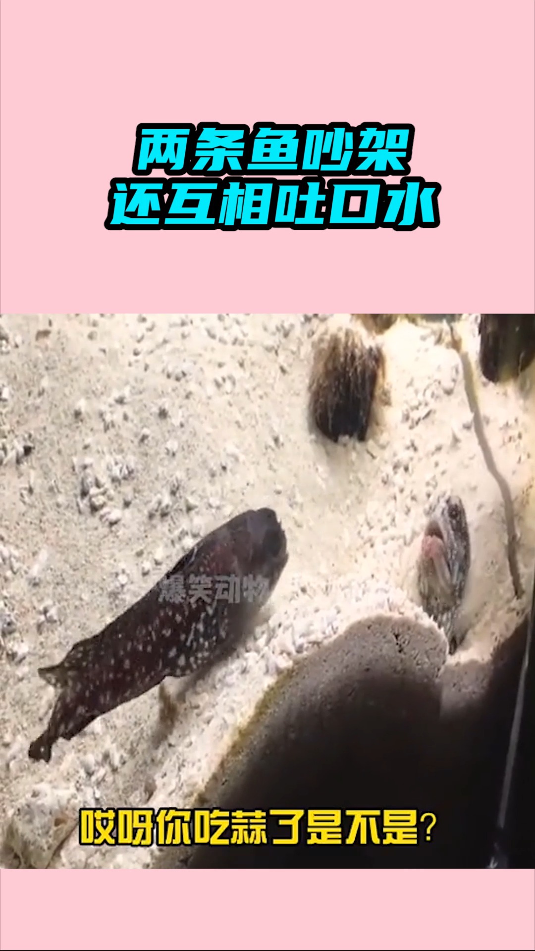 #我要上热门#两条鱼吵架，还互相“吐口水”